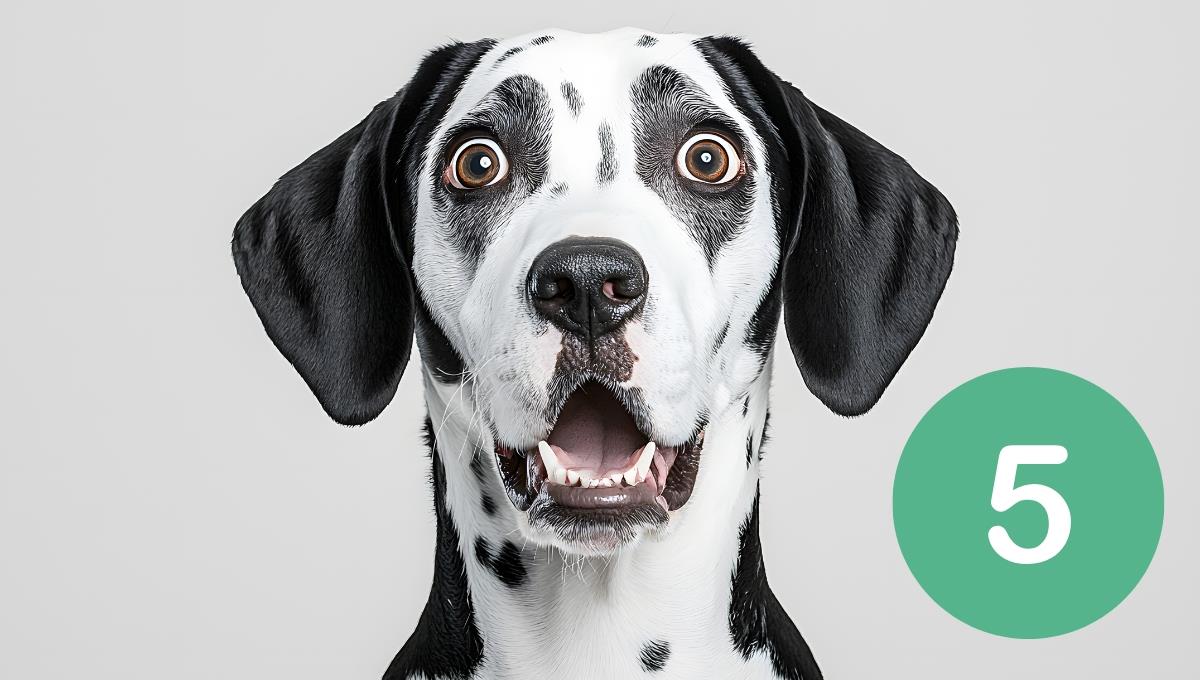 Los 5 "NO" que debes tener para la buena conducta de tu perro